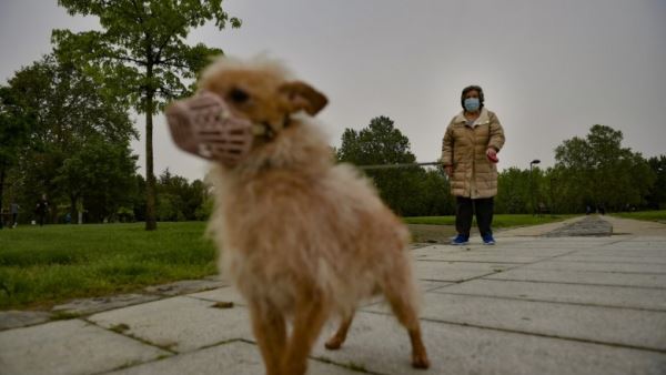 Гинцбург ожидает массового заражения домашних животных коронавирусом