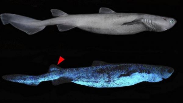 У берегов Новой Зеландии найдены светящиеся акулы